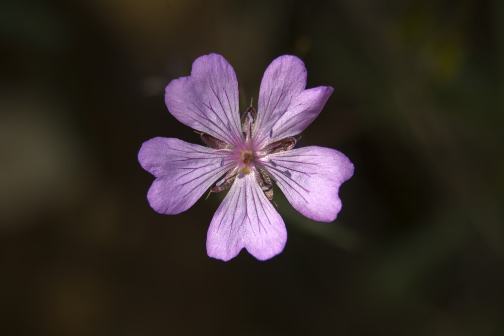 purple 5-petaled flower