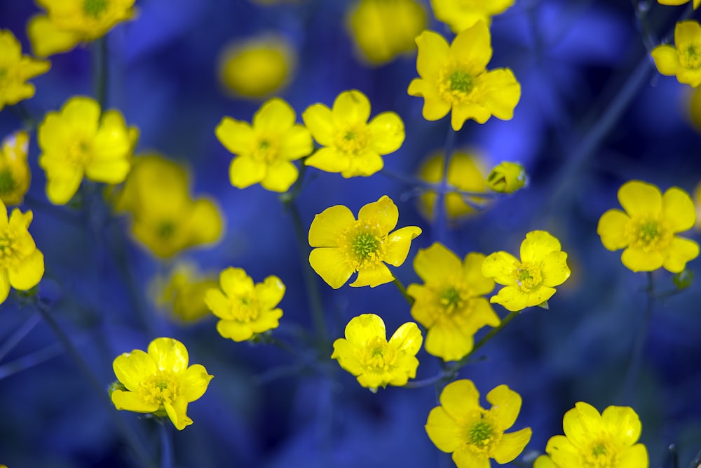 yellow petaled flower