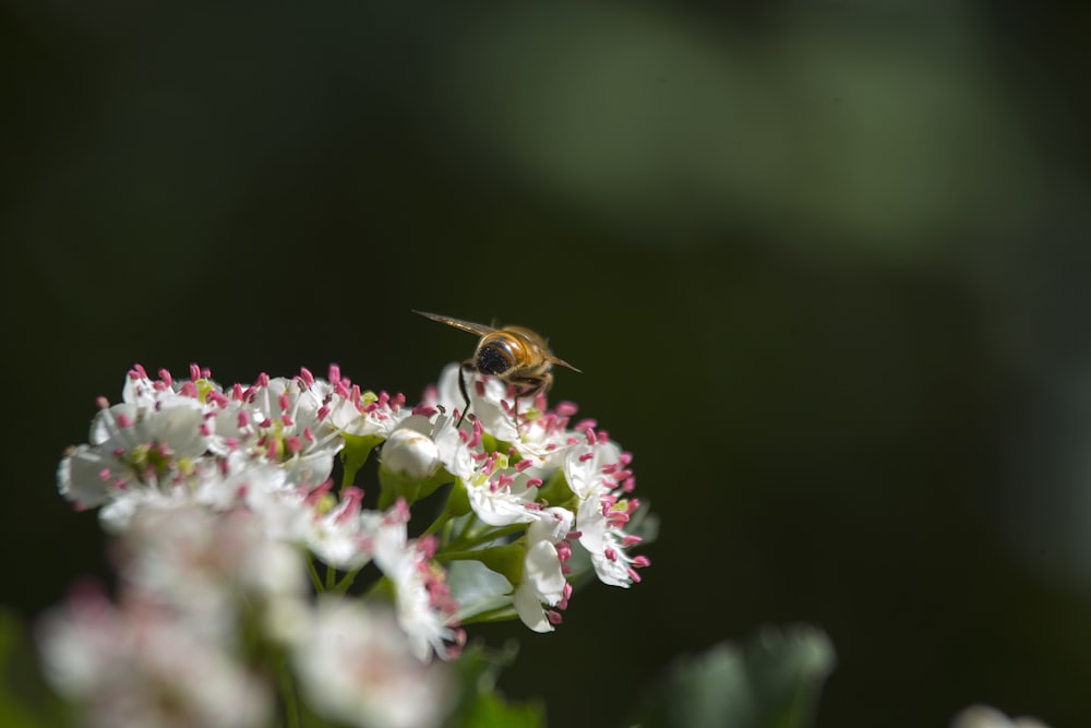 white and pink petaled flower