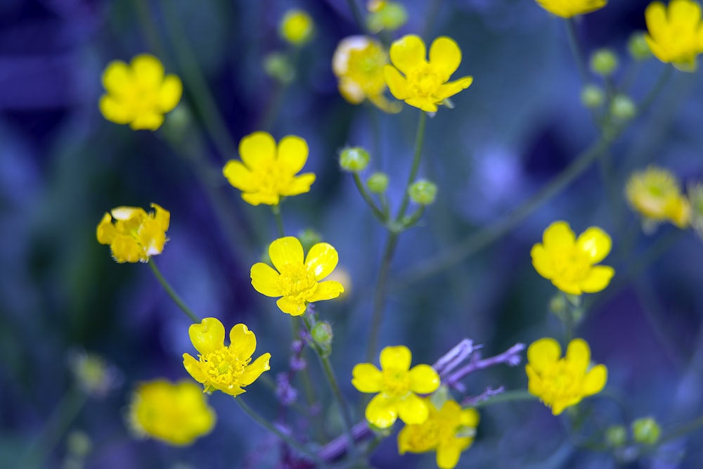 close view of yellow five petaled flowers