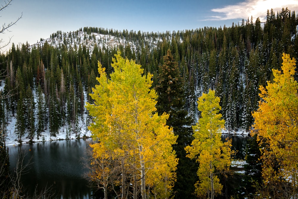 green-leafed tree