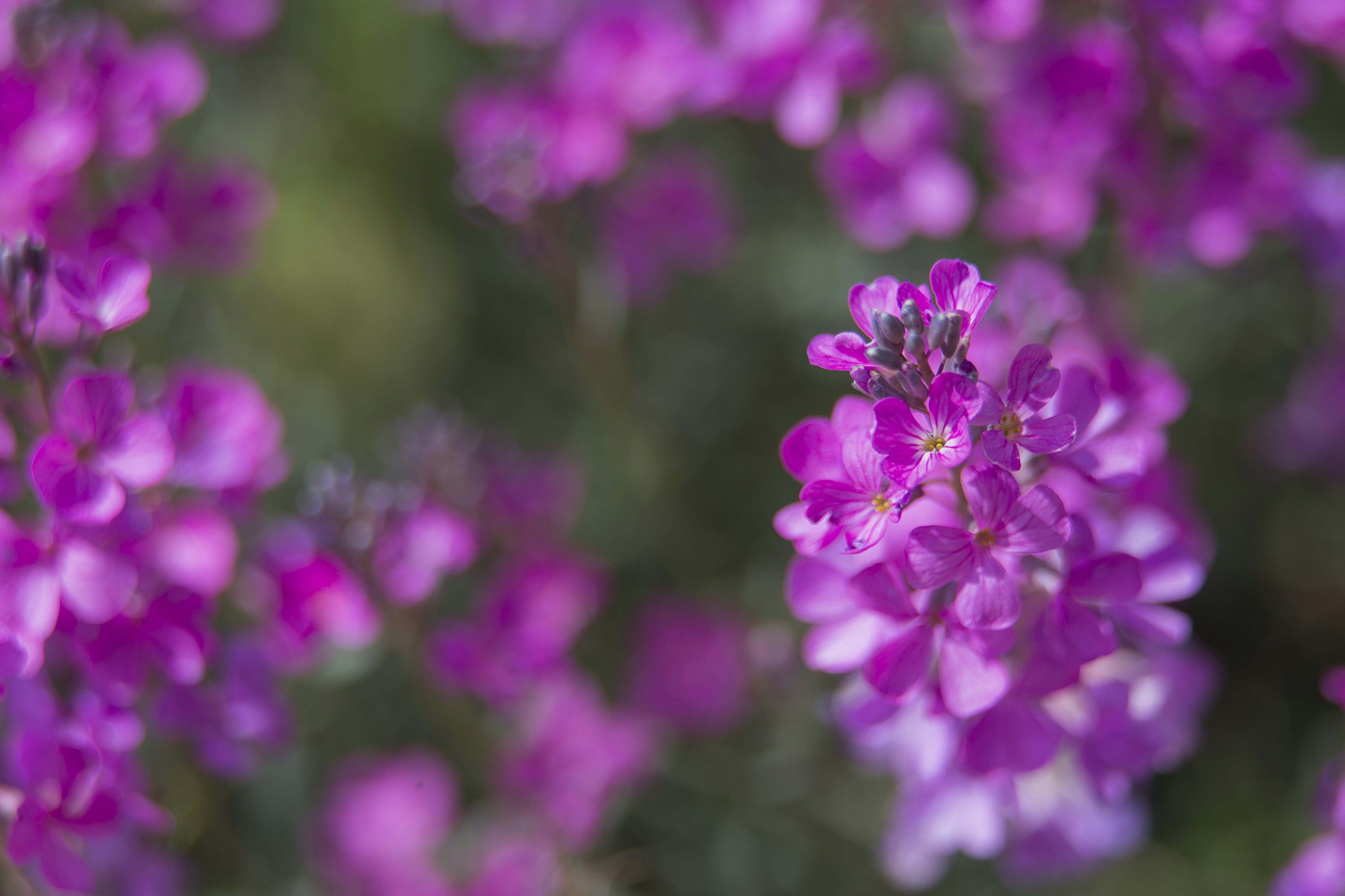 Photo by mostafa_meraji