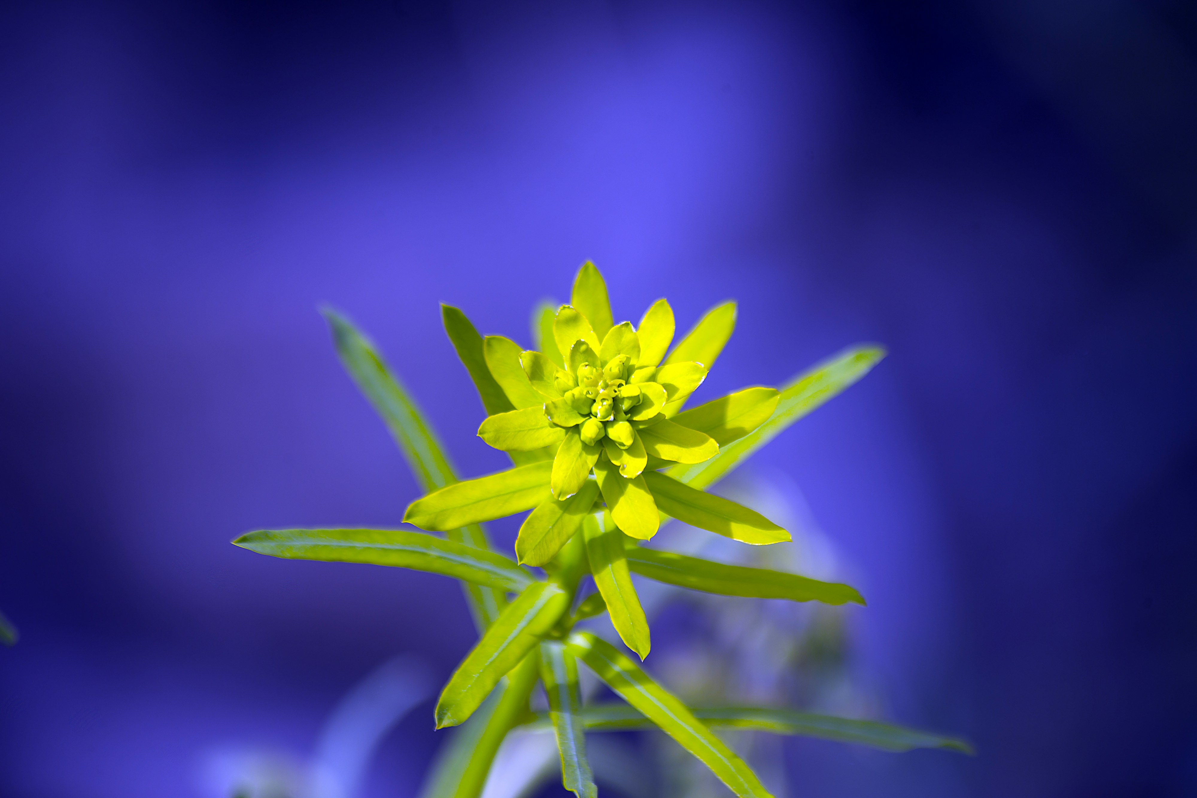 Photo by mostafa_meraji