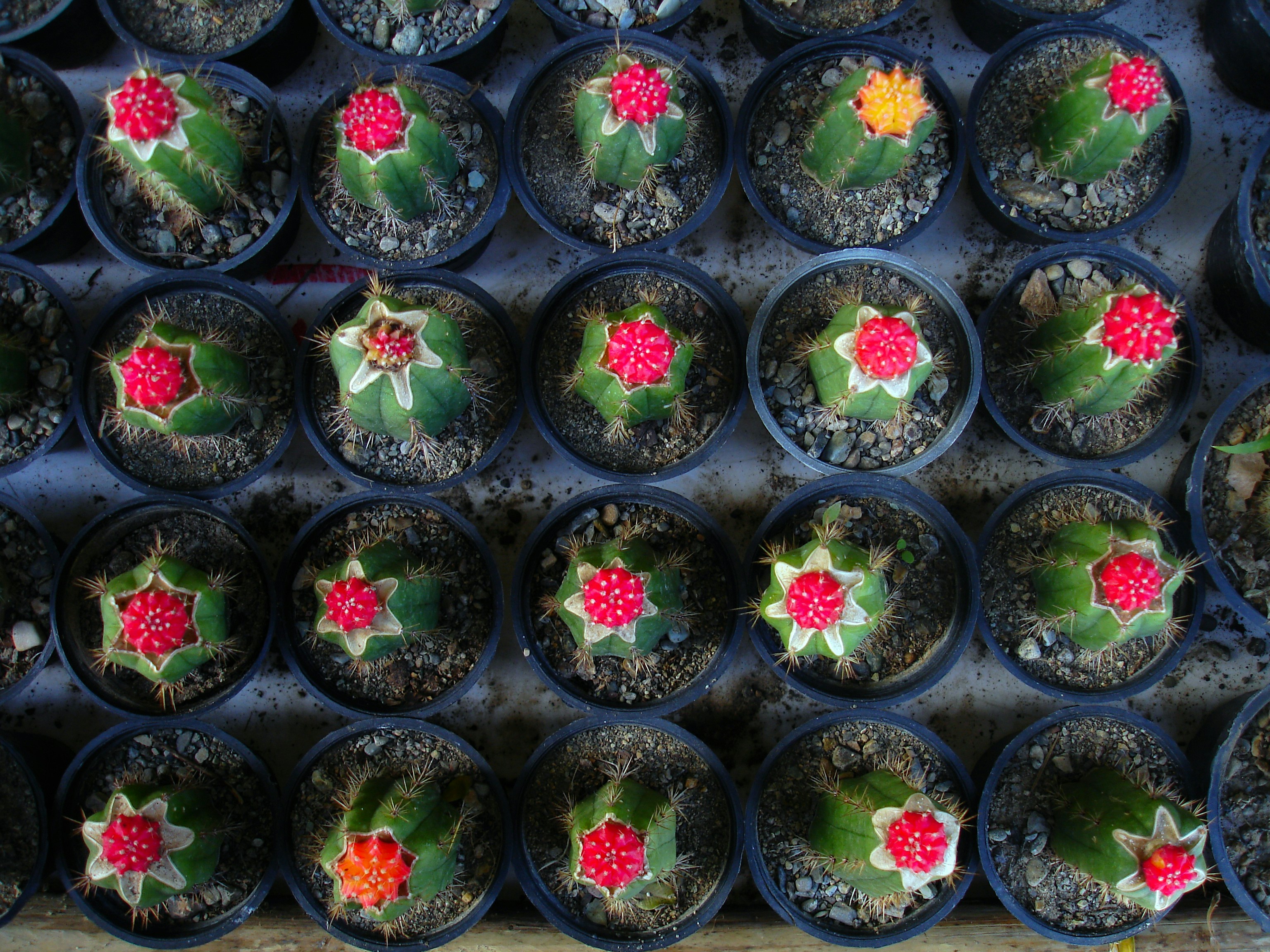 Photo by mostafa_meraji