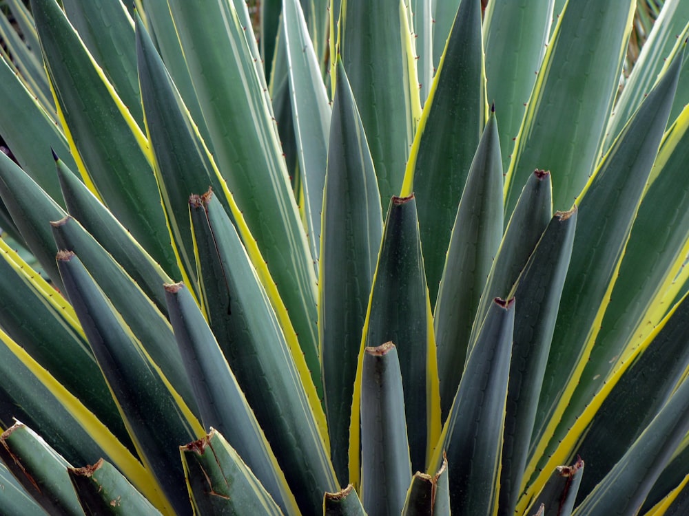 green and yellow plants