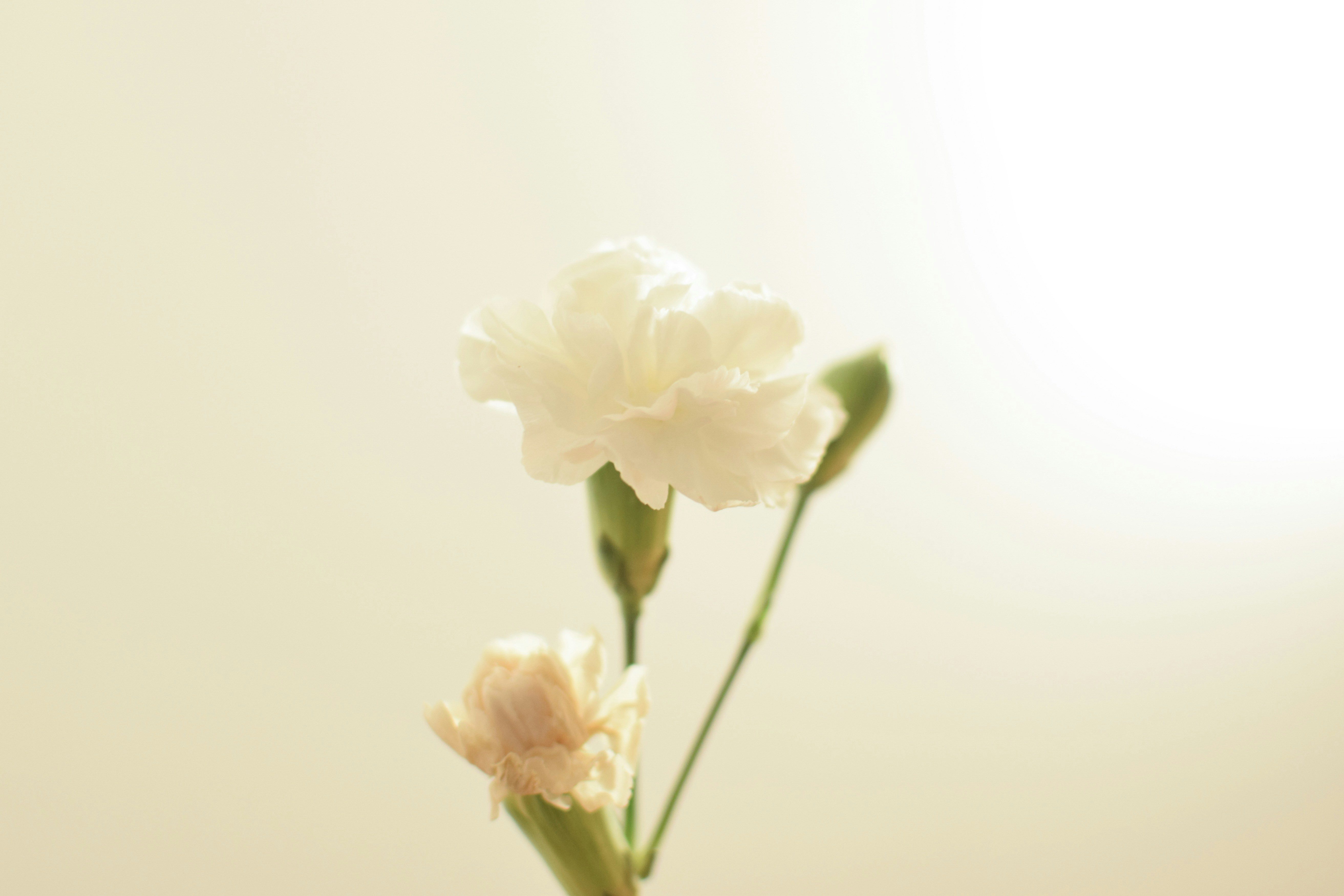 Photo by jadeli_percolla