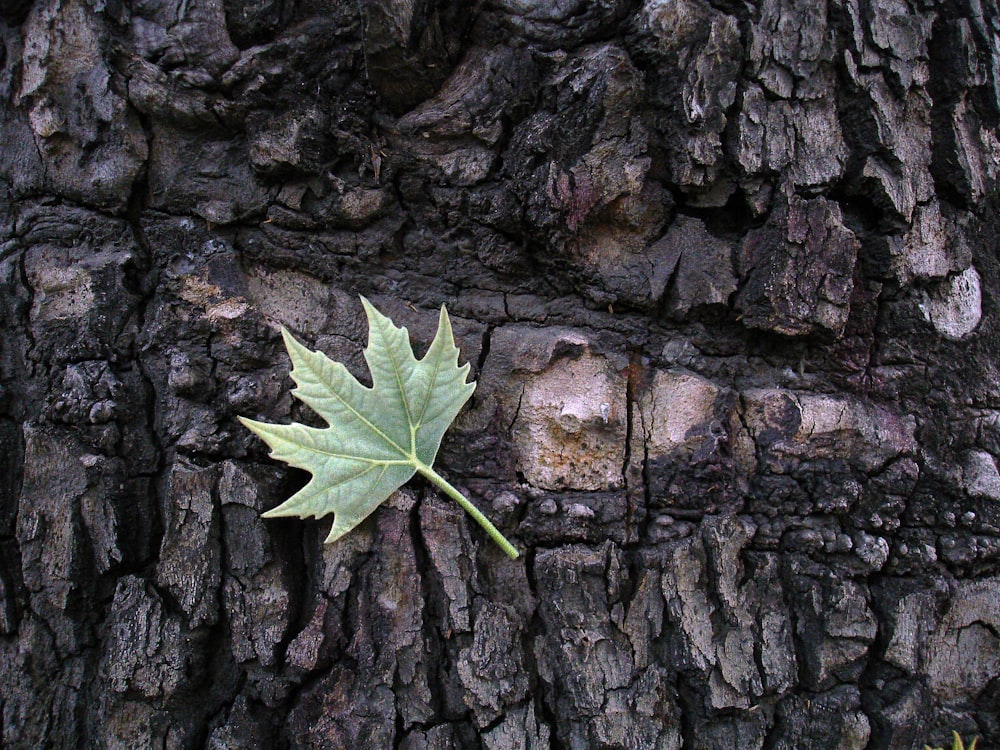 green leaf close-up photography