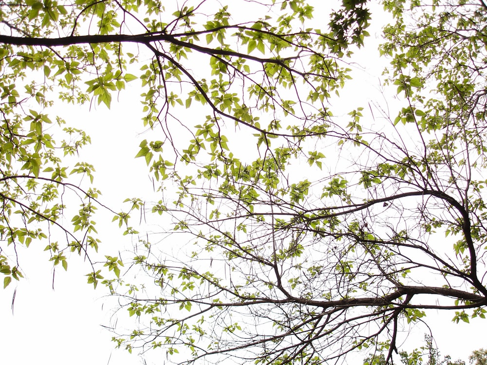 green-leafed plant