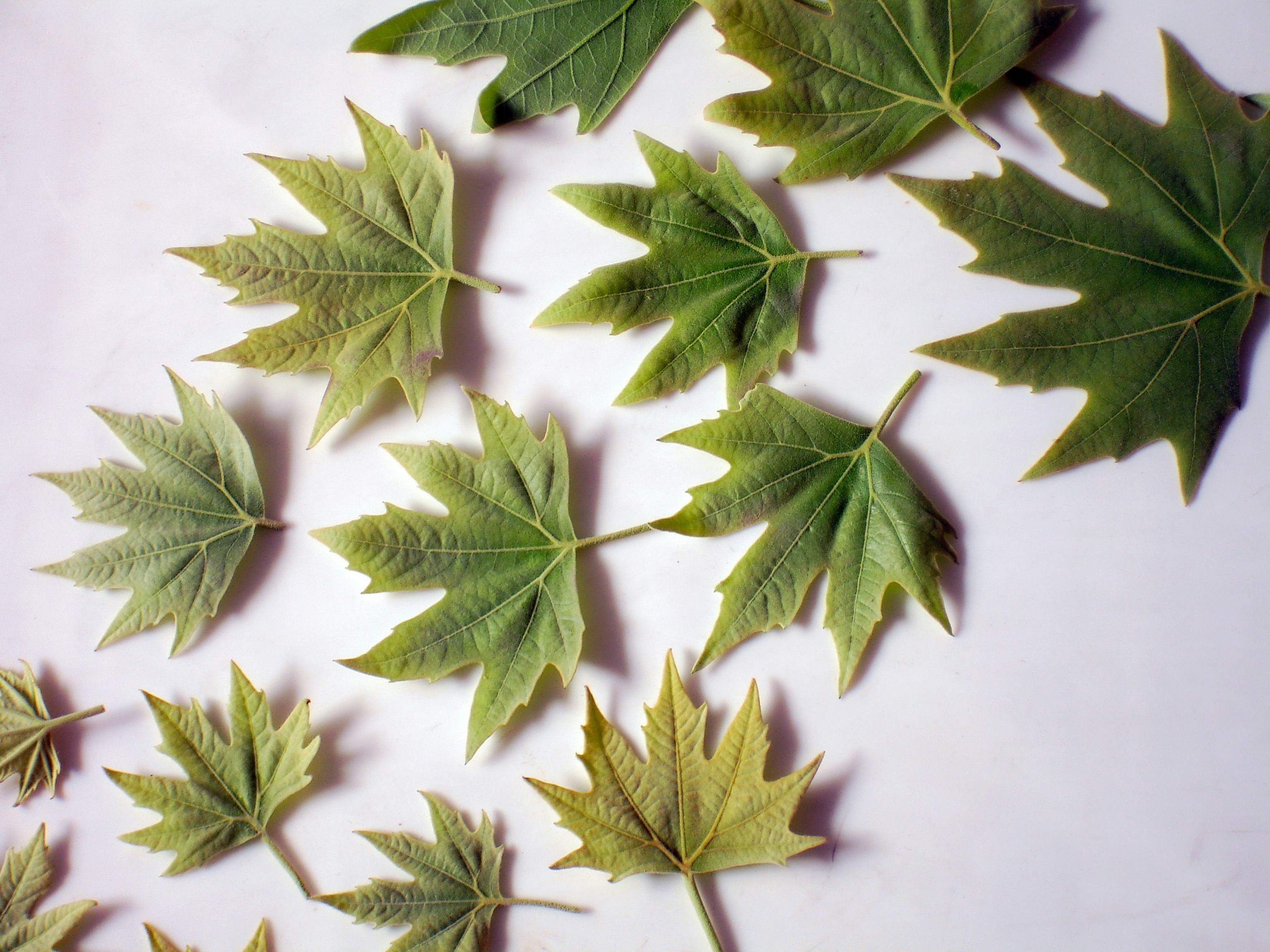 C++ coroutine and lambda's lifetime