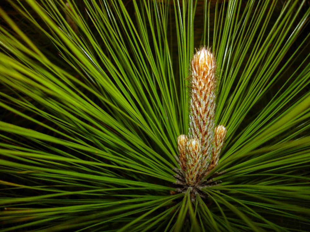 brown cactus digital wallpaper