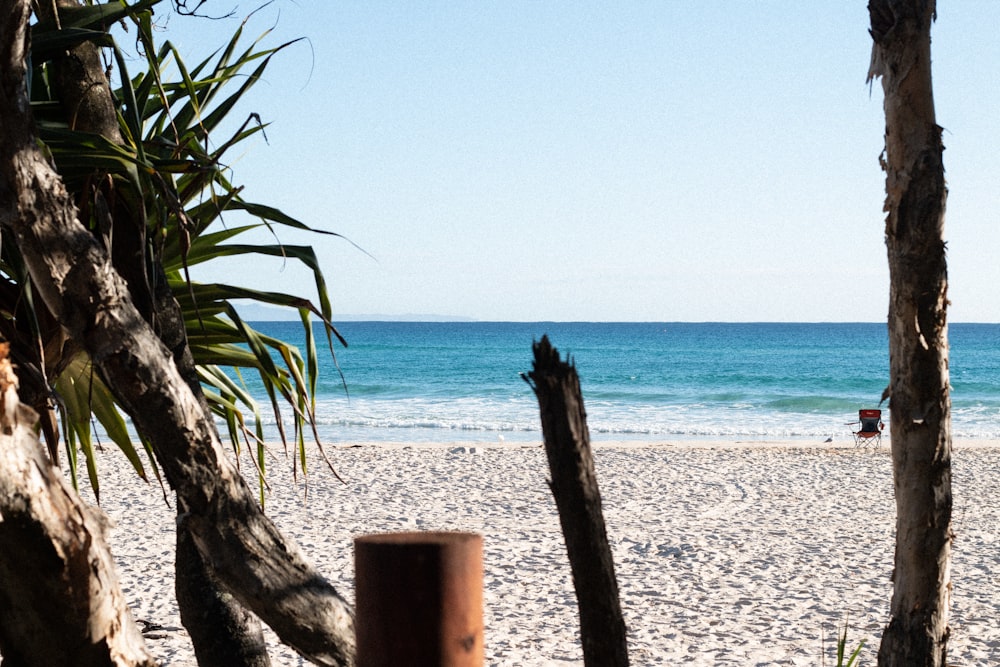 tree trunks and plant near shore