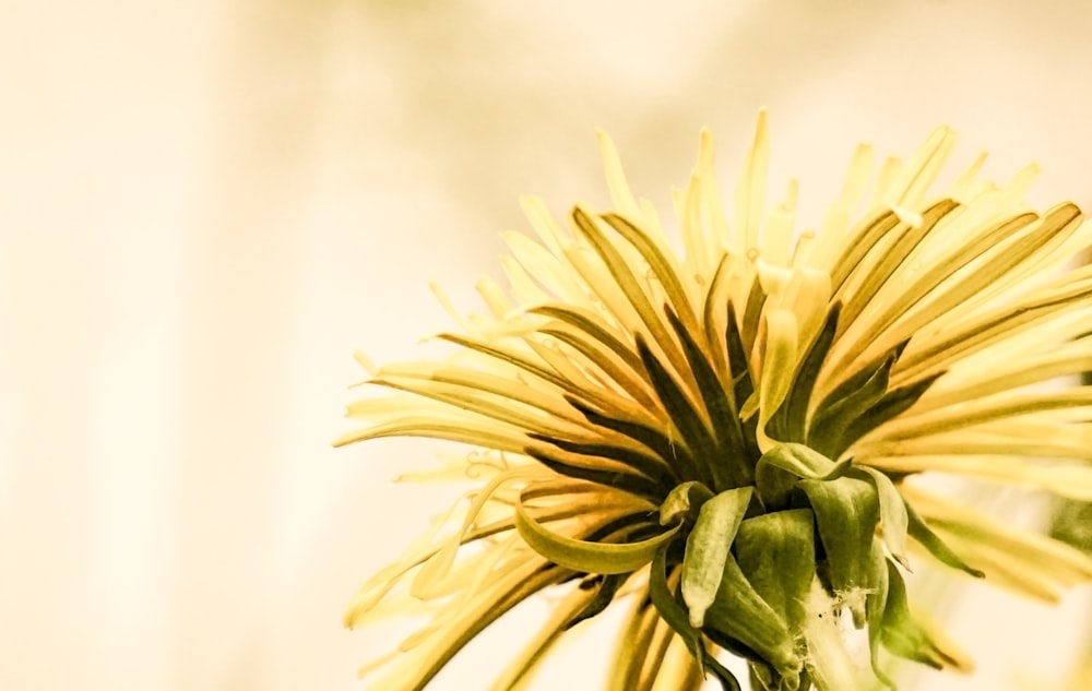 yellow cluster flower