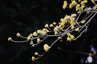 Close-up of yellow box tree blossoms, delicate and vibrant in the morning light.