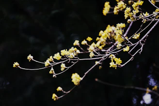 Close-up of yellow box tree blossoms, delicate and vibrant in the morning light.