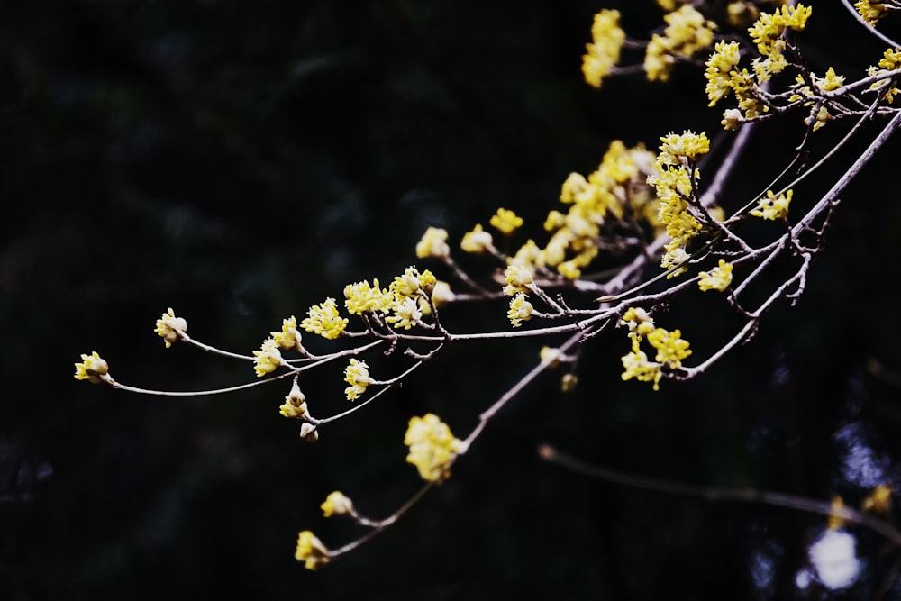 yellow petaled flower close-up photography