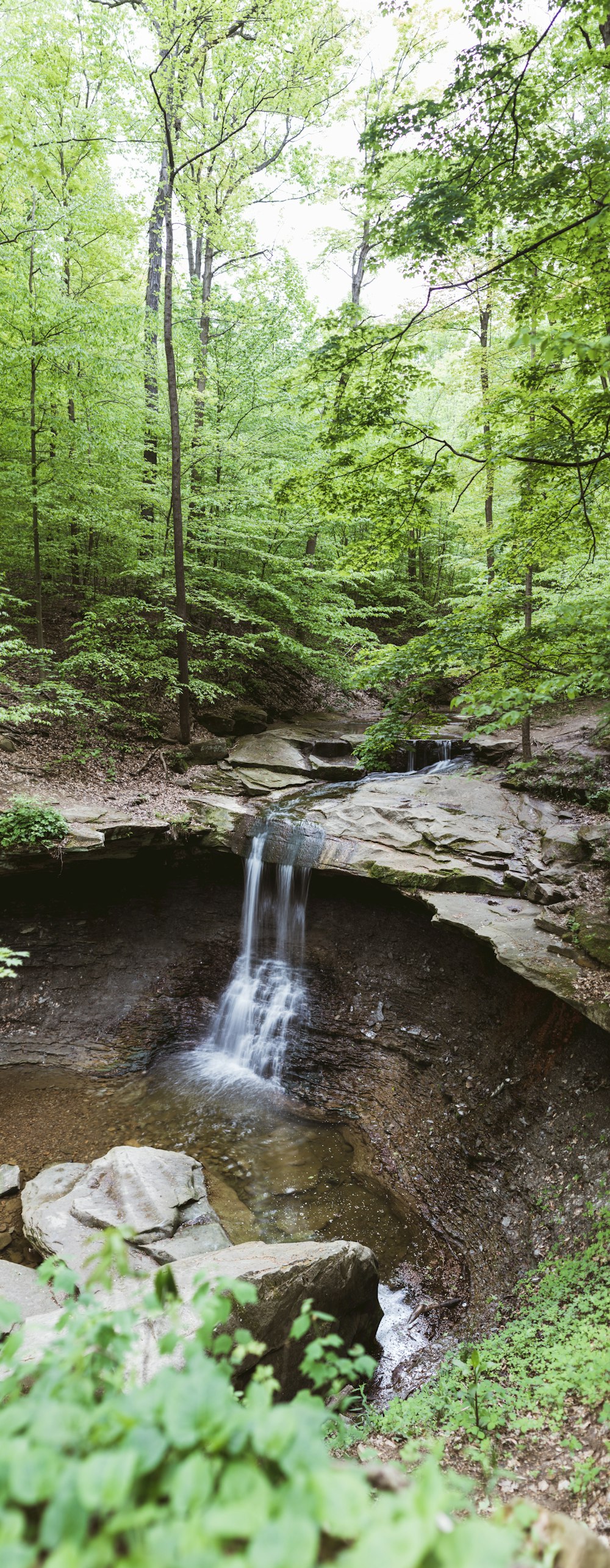 mini waterfalls surrounded with tall trees