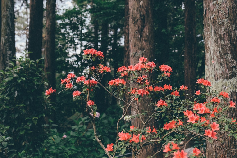 pink petaled flower