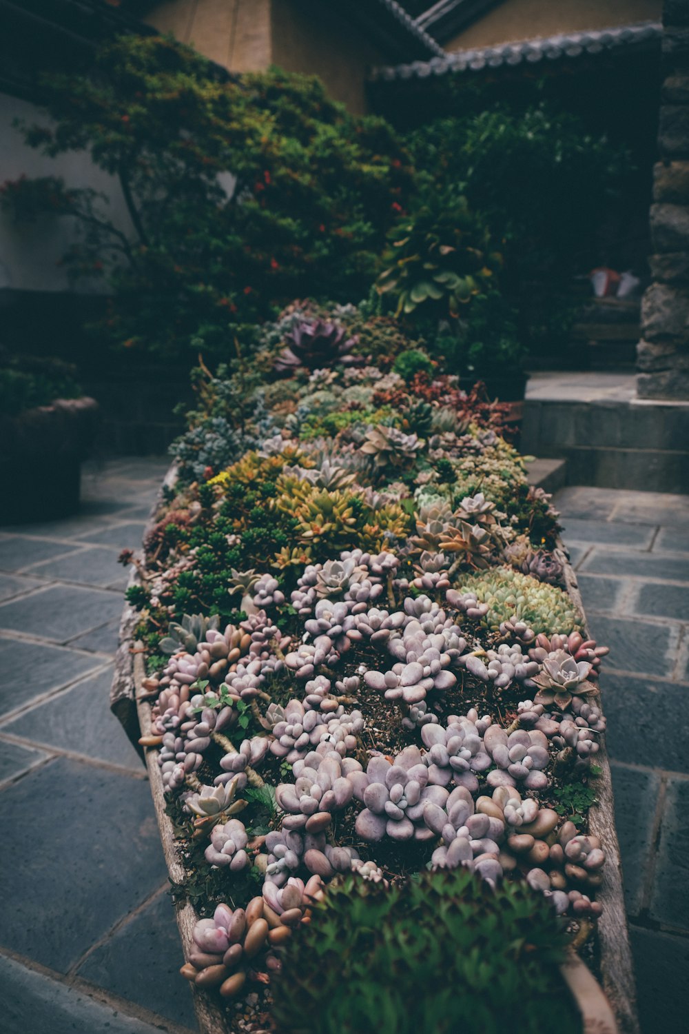 succulents in boat-shaped pot