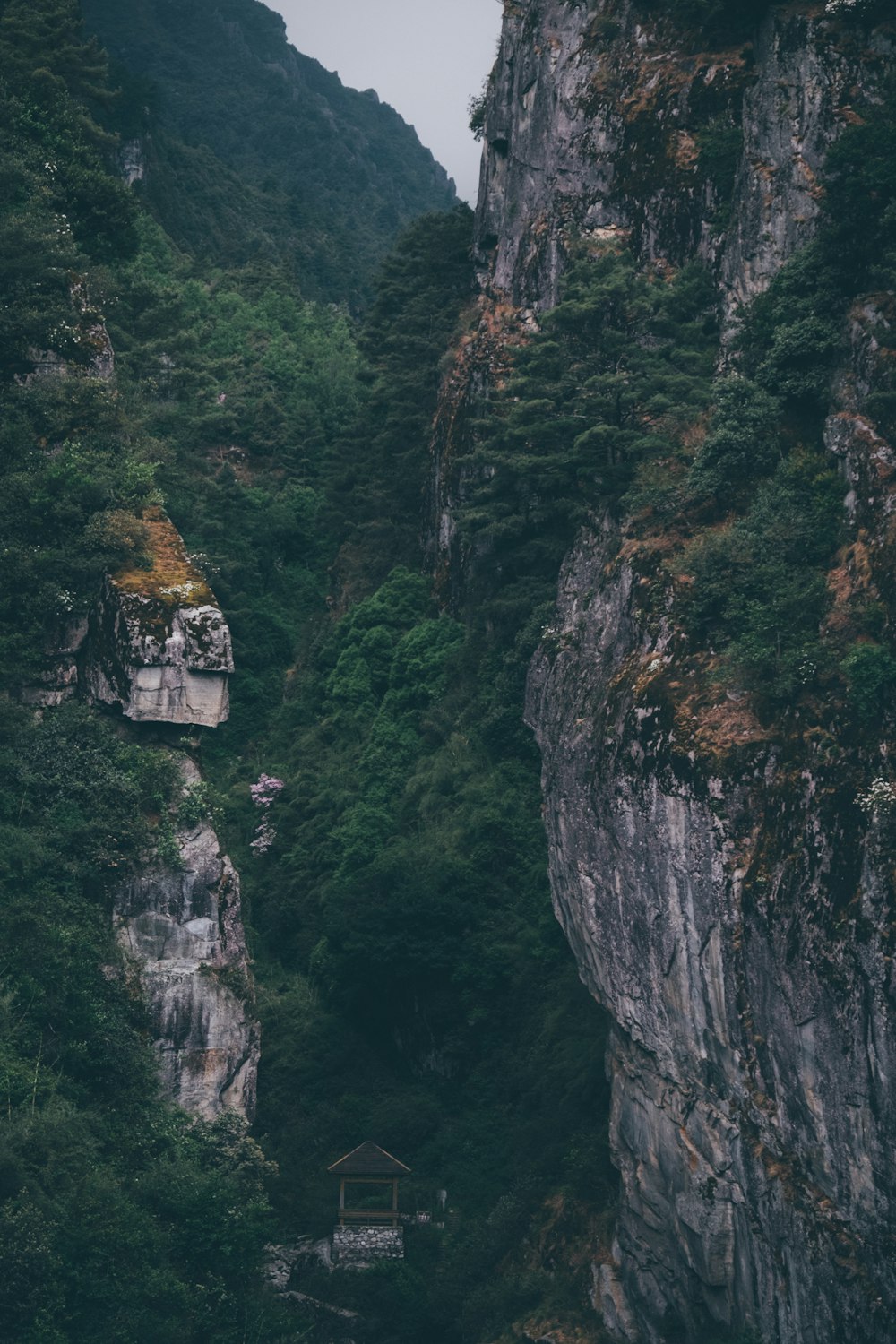 trees beside rock cliff