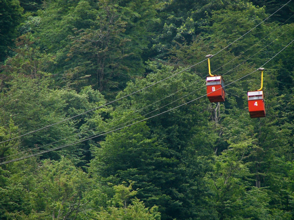 Fotografia di alberi forestali