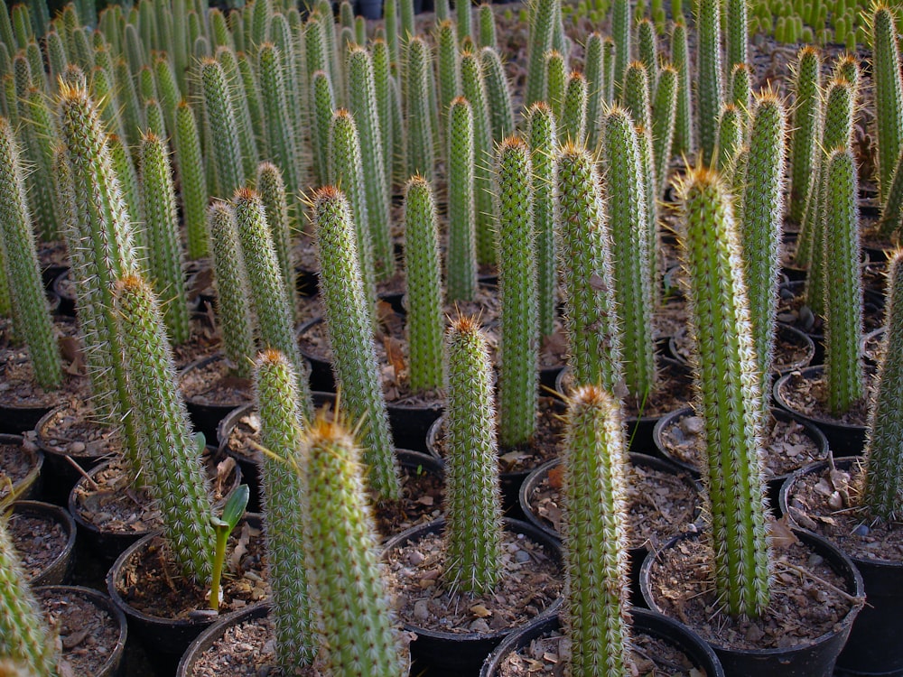 Fotografía de plantas de cactus