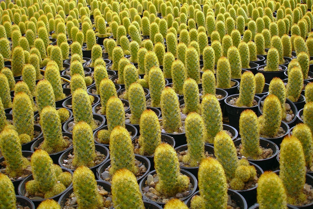 green cactus plant close-up photography