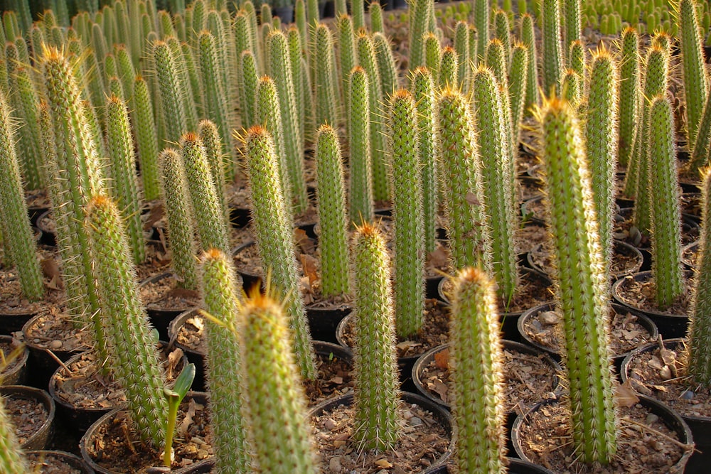 green cactus lot