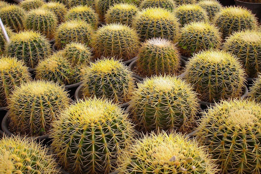 ball cactus