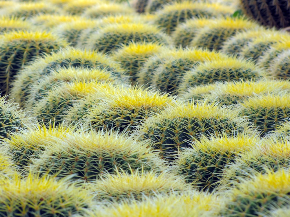 green cactus plant close-up photography