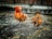 Two chickens with distinct and colorful plumage standing on a concrete surface. The one on the left has vibrant orange feathers and a fluffy head crest, while the other exhibits a pattern of orange and black on its body.