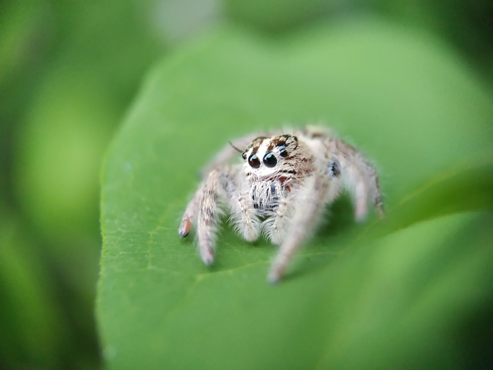 jumping spider