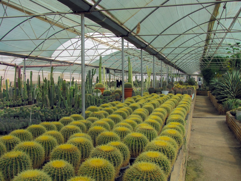 green cactus plant in greenvinyl house