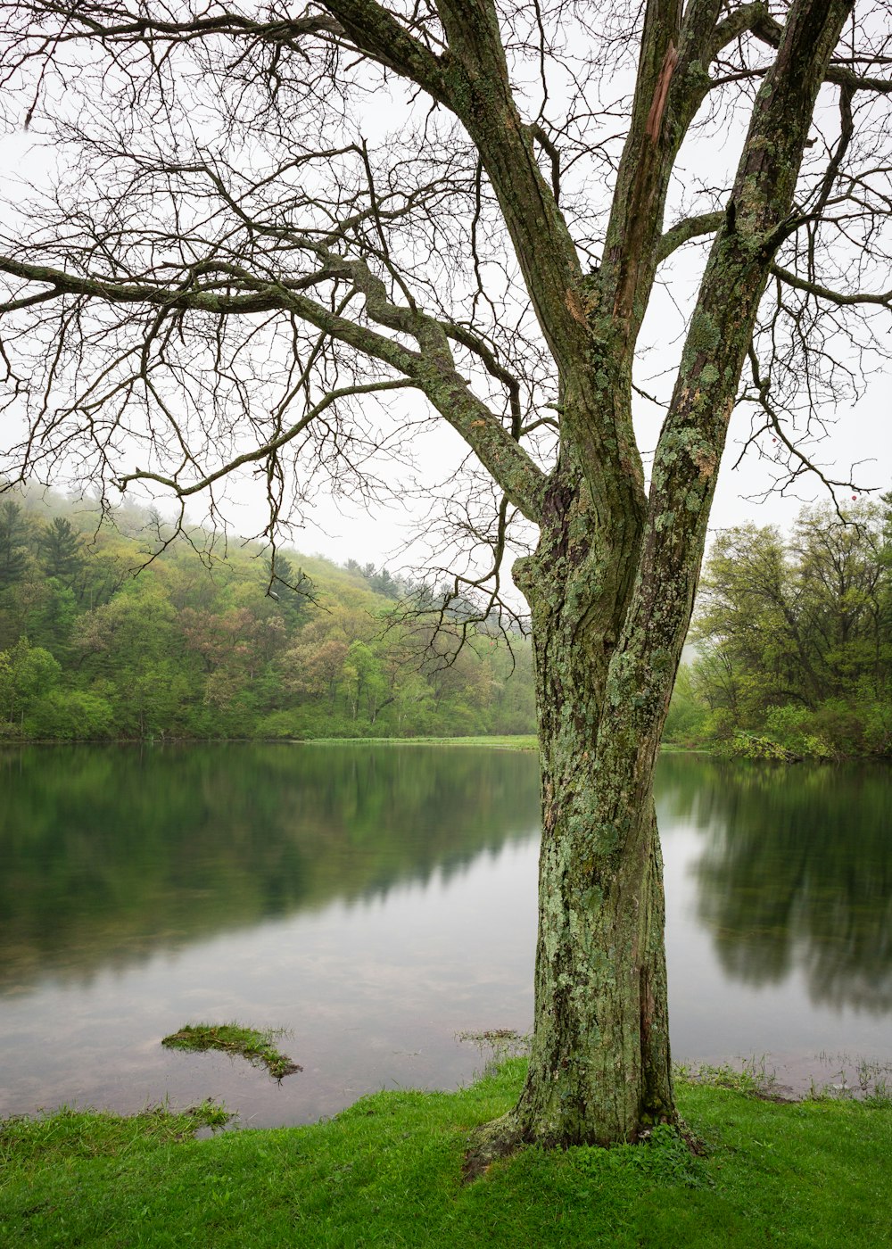 穏やかな水域の近くの裸の木