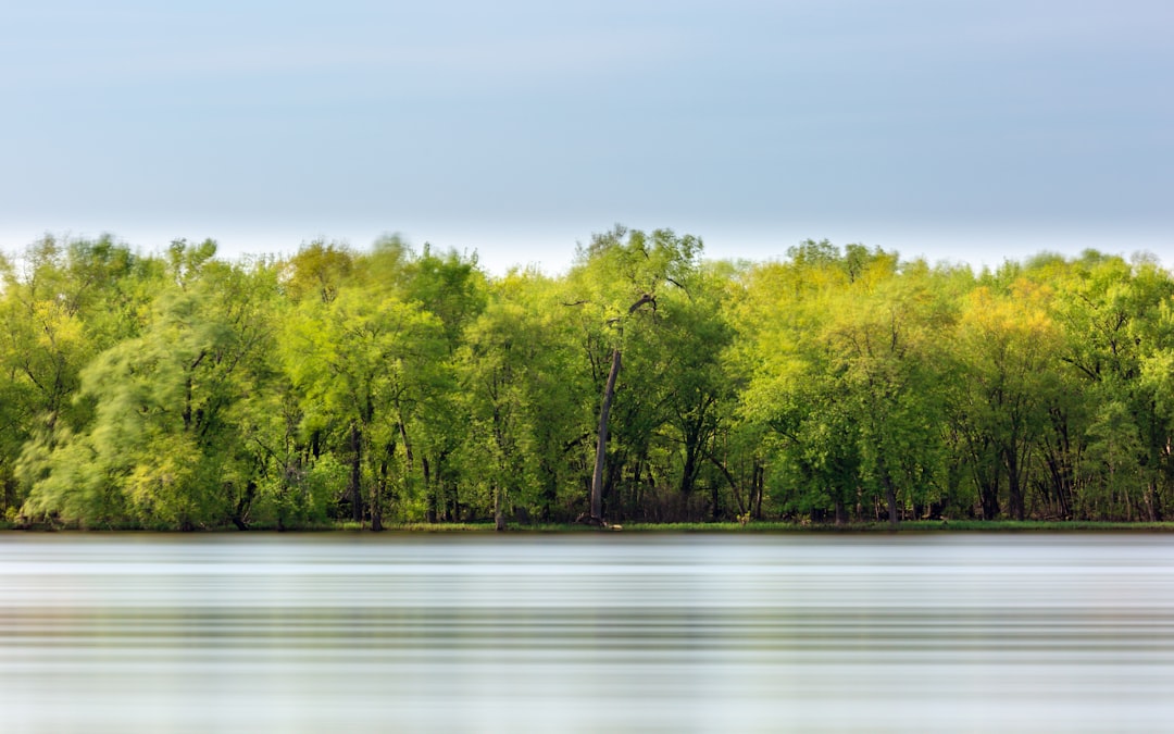 green trees near body of water