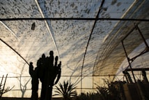 A greenhouse with a translucent roof and metal framework, with shadows of plants and structures visible in the light. The interior features tall cacti and various other plants silhouetted against the backlit roof, creating an intricate pattern of light and shadow.
