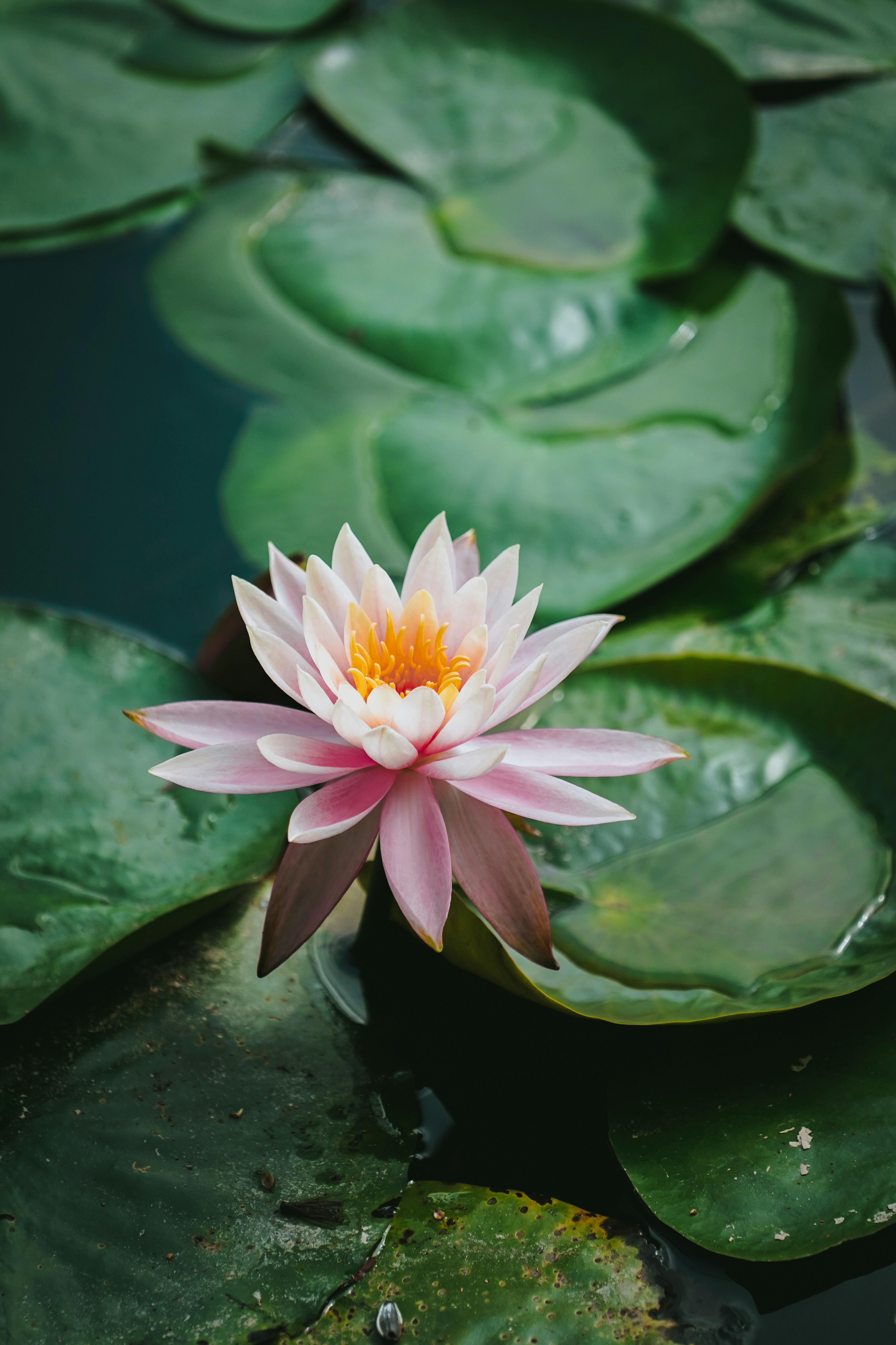 Pink lotus flower screenshot photo Free Plant Image on Unsplash