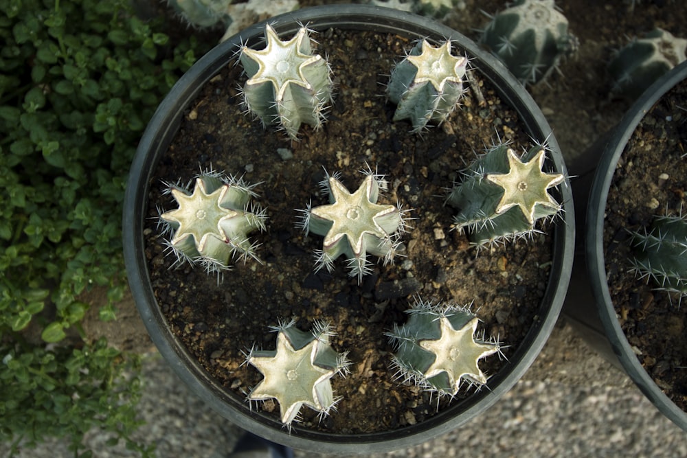 green cactus plant in green pot