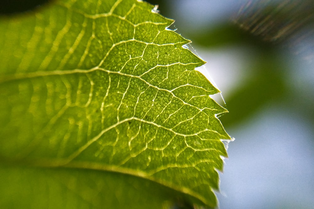 a close up of a green leaf on a sunny day