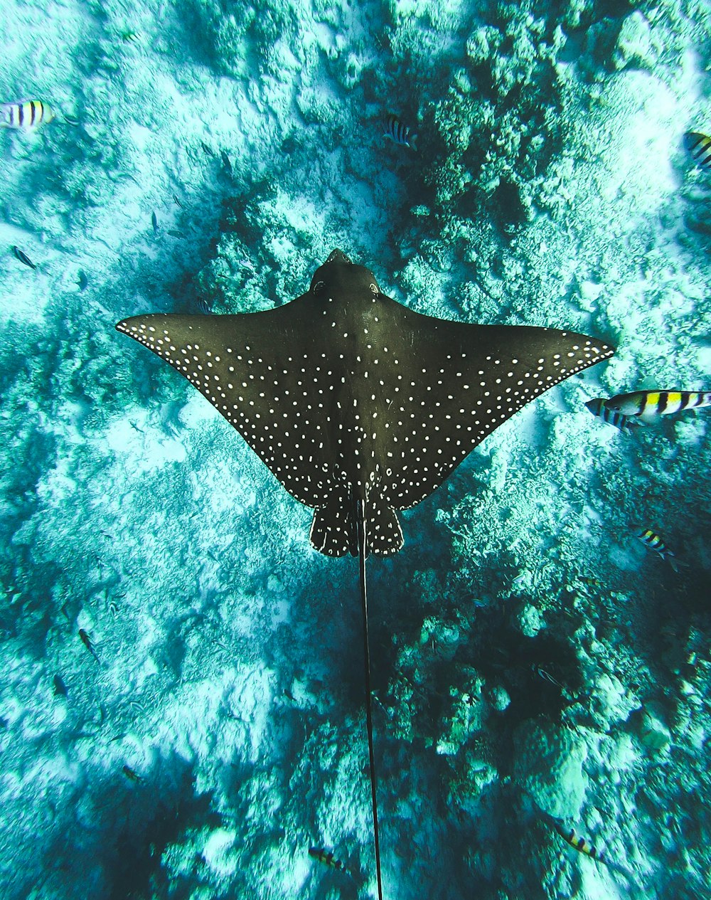 black stingray on water