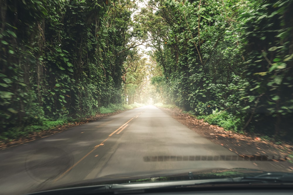 road surrounded by trees