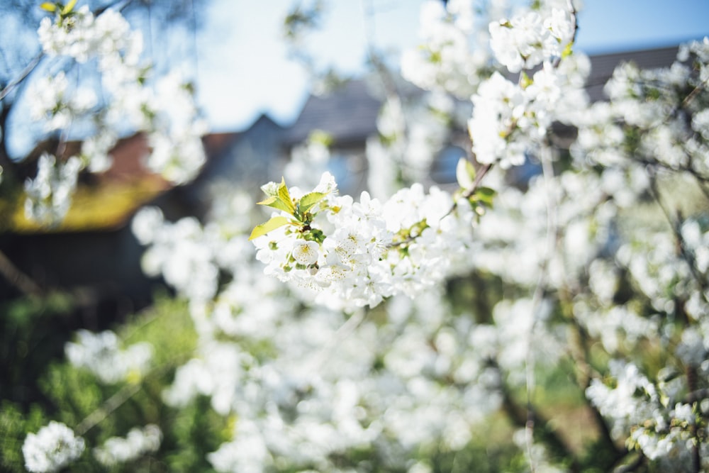 lots of white flowers blooming