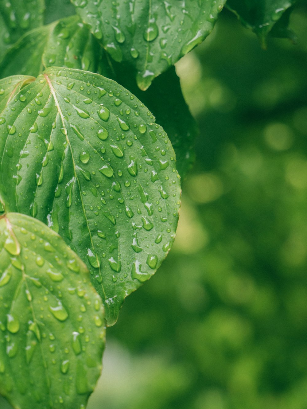 green-leafed plant