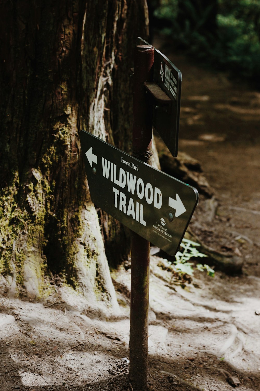 Wildwood Trail sign near tree