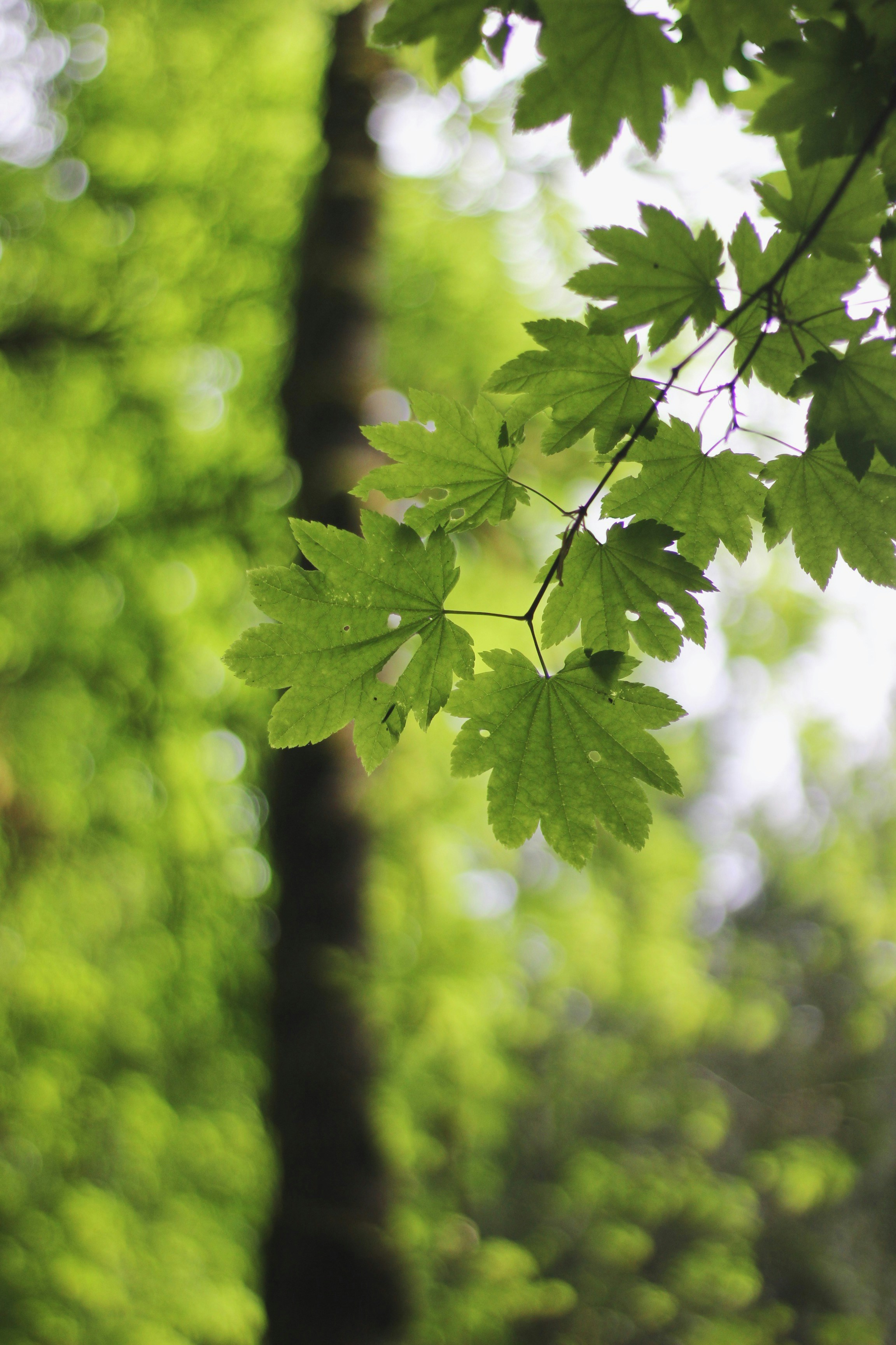 Photo by earthtokarly