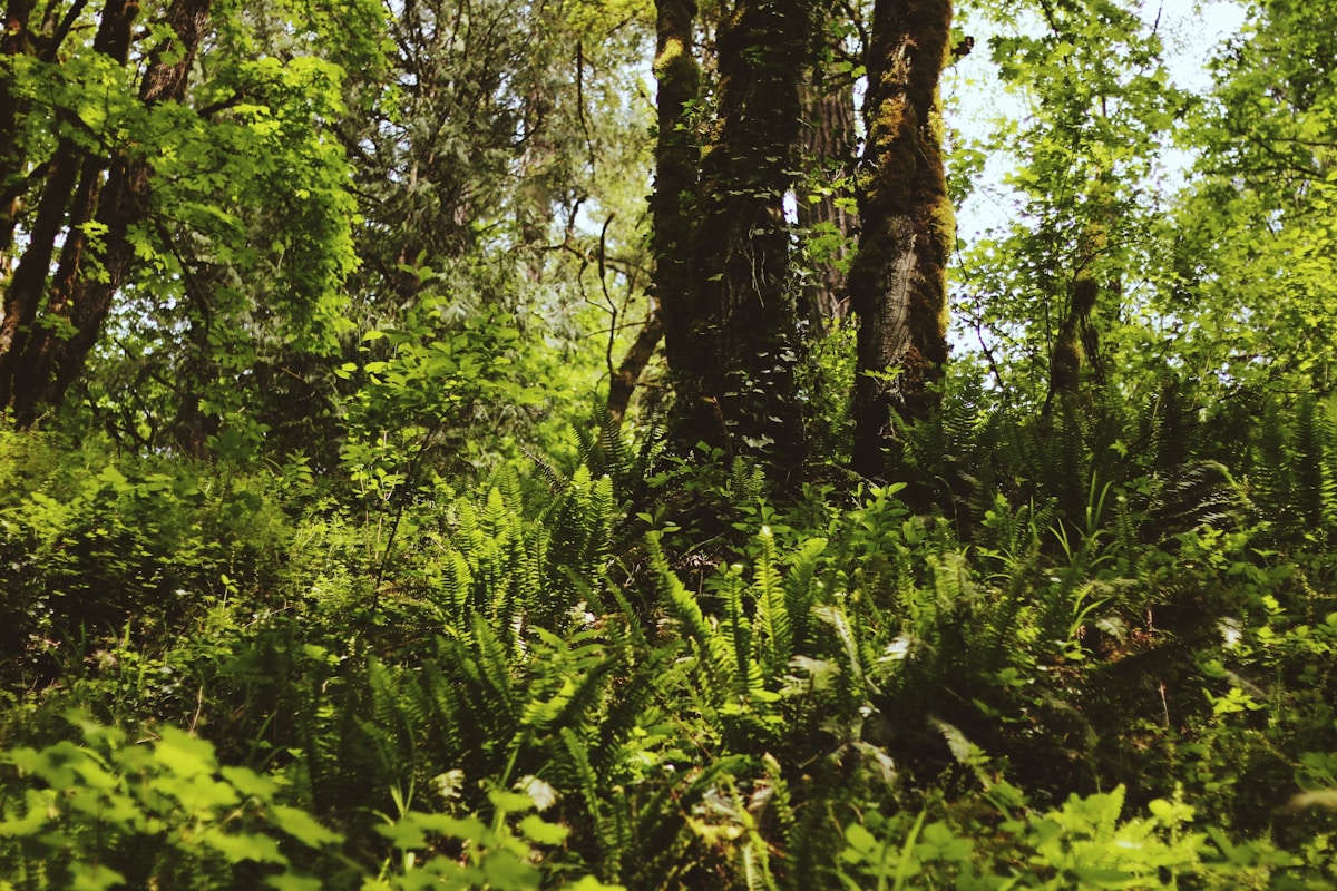 Biodiversity Credits