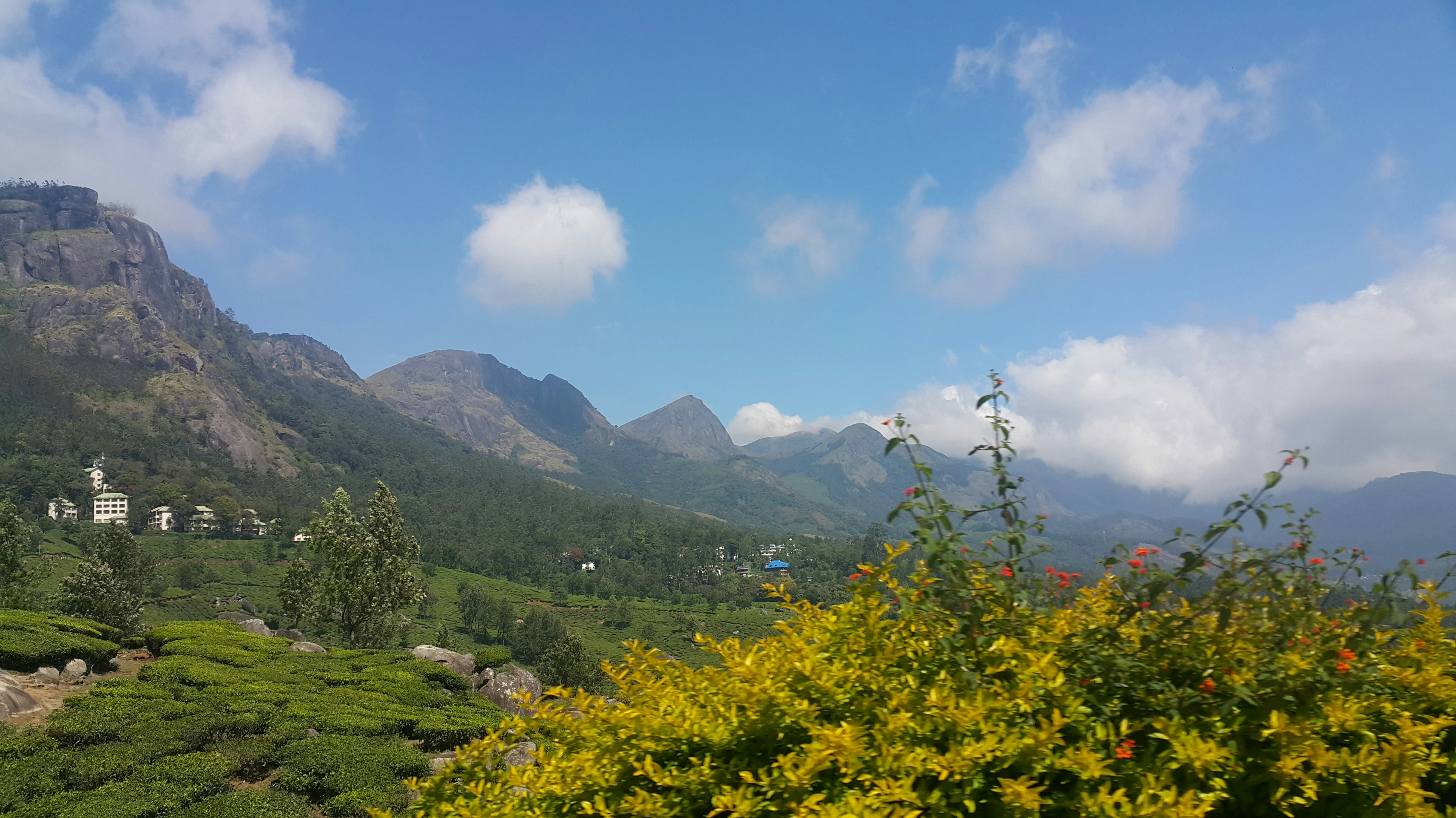 árvores de folhas verdes ao lado das montanhas