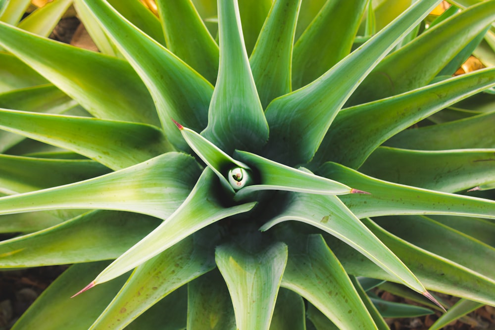 green-leafed plant