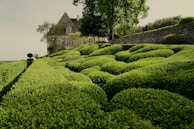 A lush garden features meticulously trimmed round bushes and hedges, creating a visually striking pattern. An old stone house with a sloped roof is partially visible in the background, surrounded by tall trees and a rustic stone wall.