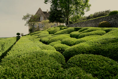 Elegant tree and shrub trimming showcasing neat, sculpted greenery around a luxury home.