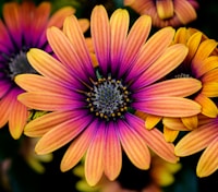 yellow-and-pink daisies